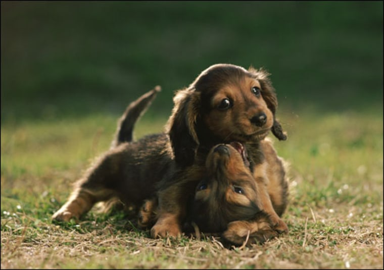 Smooth Transition Strategies for Rescue Puppies